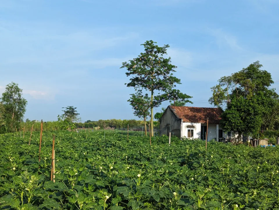 Xếp hàng lên xe giao