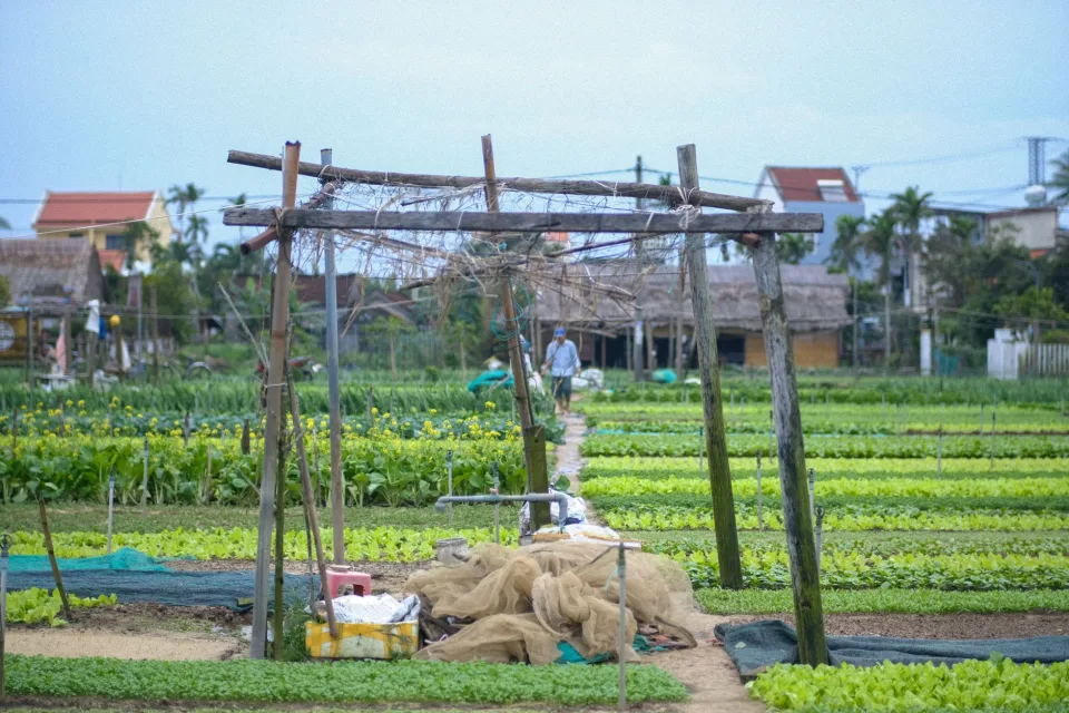 Thu hoạch buổi sáng